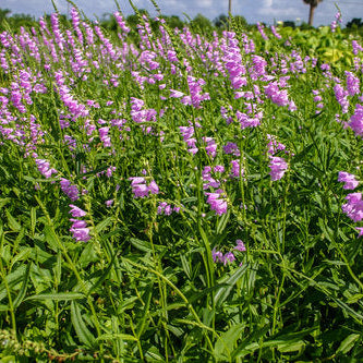 Obedient Plant Hardy Marginal Plant