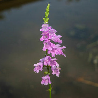 Obedient Plant Hardy Marginal Plant - Thumbnail 3