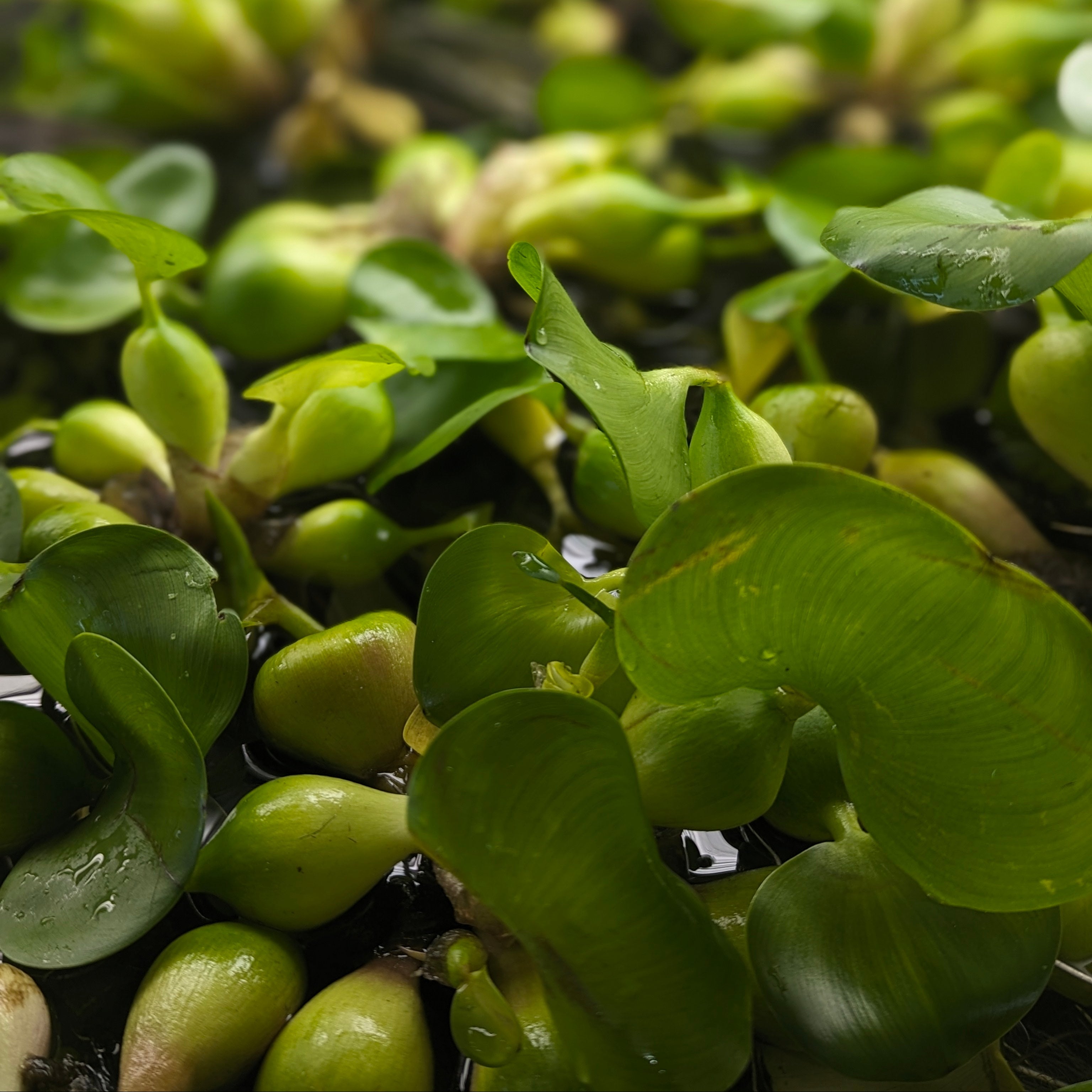 Water Hyacinth