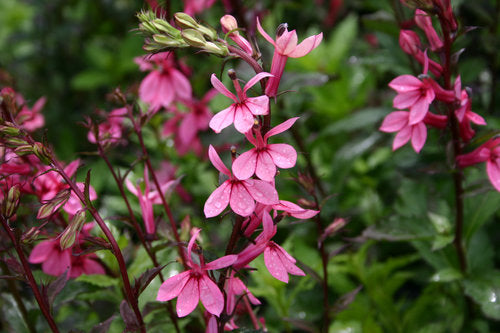 Cardinal Flower Pink Hardy Marginal Plant Potted