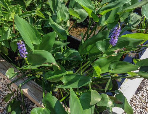 Blue Pickerel Hardy Marginal Plant Potted