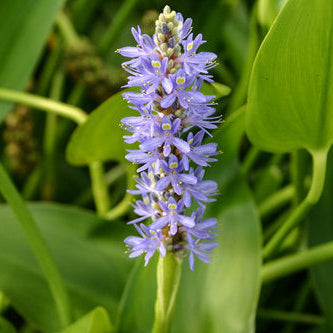 Blue Pickerel Hardy Marginal Plant