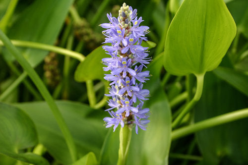Blue Pickerel Hardy Marginal Plant Potted