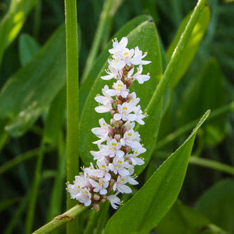 White Pickerel Hardy Marginal Plant - Thumbnail 4