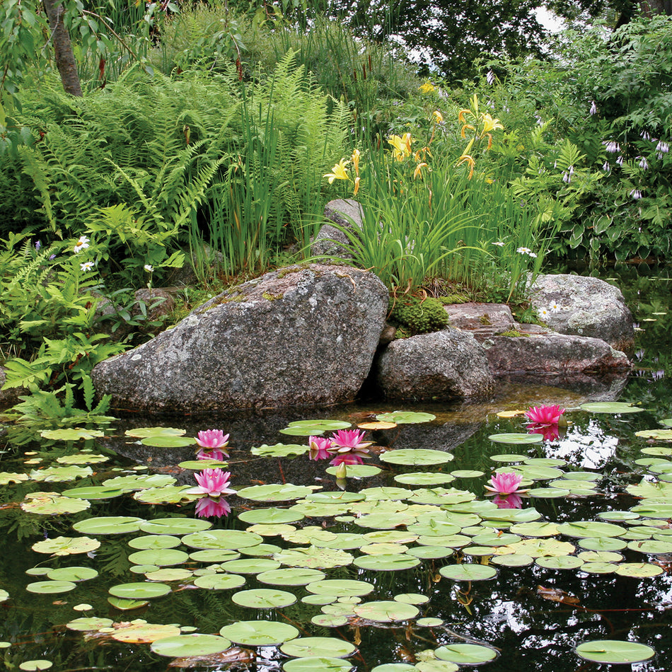 Atlantic Large Water Garden Kits