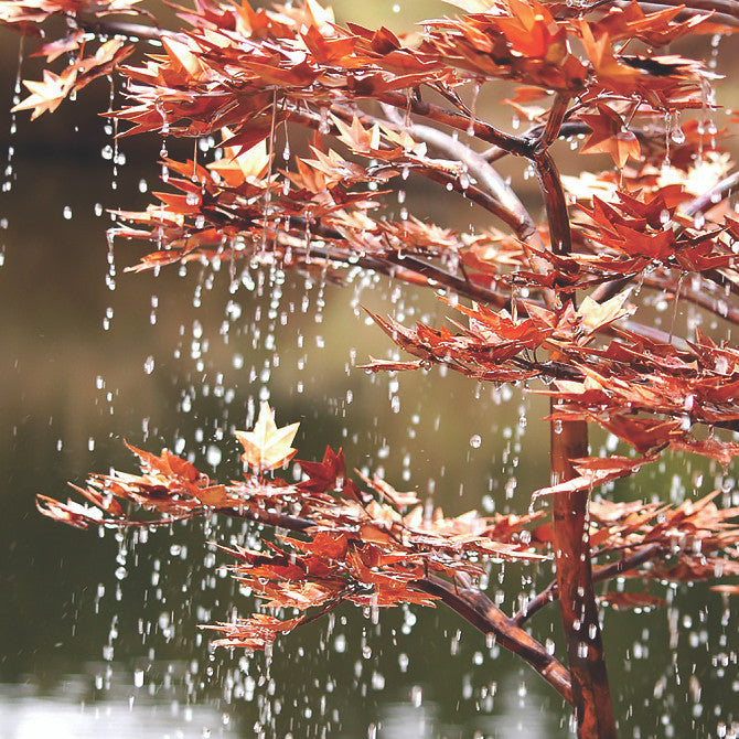Blue Thumb Japanese Maple Tree Fountain - Thumbnail 2