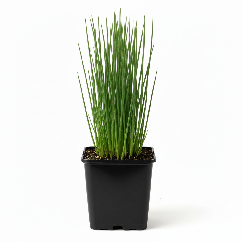 Common Rushes Plan Common Rush Hardy Marginal Plant Potted – Pondscape