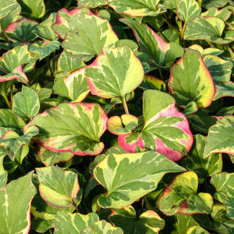Houttuynia Chameleon Hardy Marginal Plant