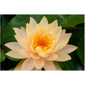 Hardy Pond Lily Peach/Orange Potted