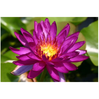 Hardy Pond Lily Purple Potted
