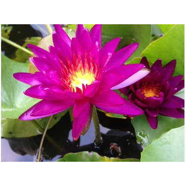 Hardy Pond Lily Purple Potted
