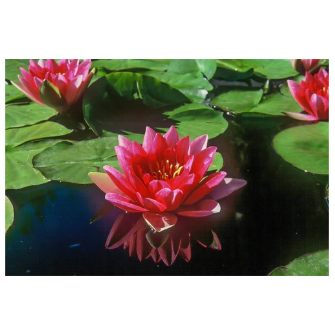 Hardy Pond Lily Red Potted