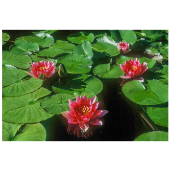 Hardy Pond Lily Red Potted