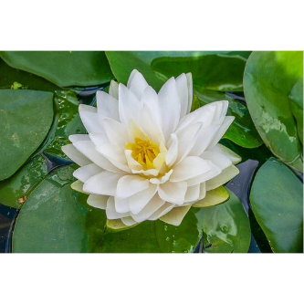 Hardy Pond Lily White Potted