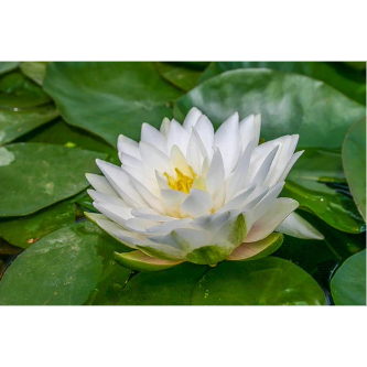Hardy Pond Lily White Potted