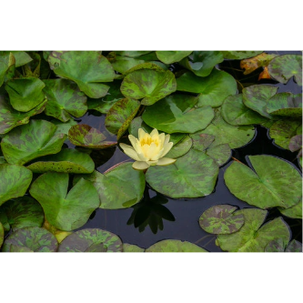 Hardy Pond Lily Yellow Potted