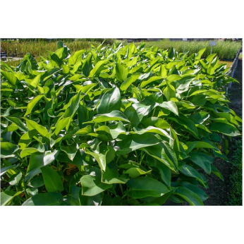 Arrow Arum Hardy Marginal Plant Potted