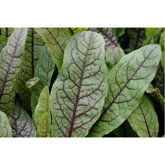 Bloody Dock Hardy Marginal Plant