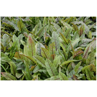 Bloody Dock Hardy Marginal Plant - Thumbnail 2