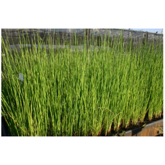 Giant Bullrush Hardy Marginal Plant Potted