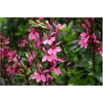 Cardinal Flower Pink Hardy Marginal Plant Potted