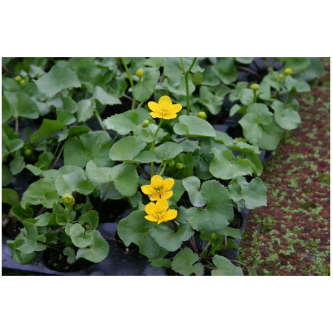 Marsh Marigold Hardy Marginal Plant Potted