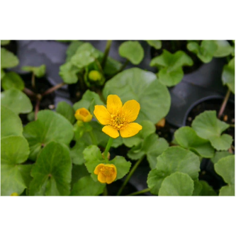 Marsh Marigold Hardy Marginal Plant Potted