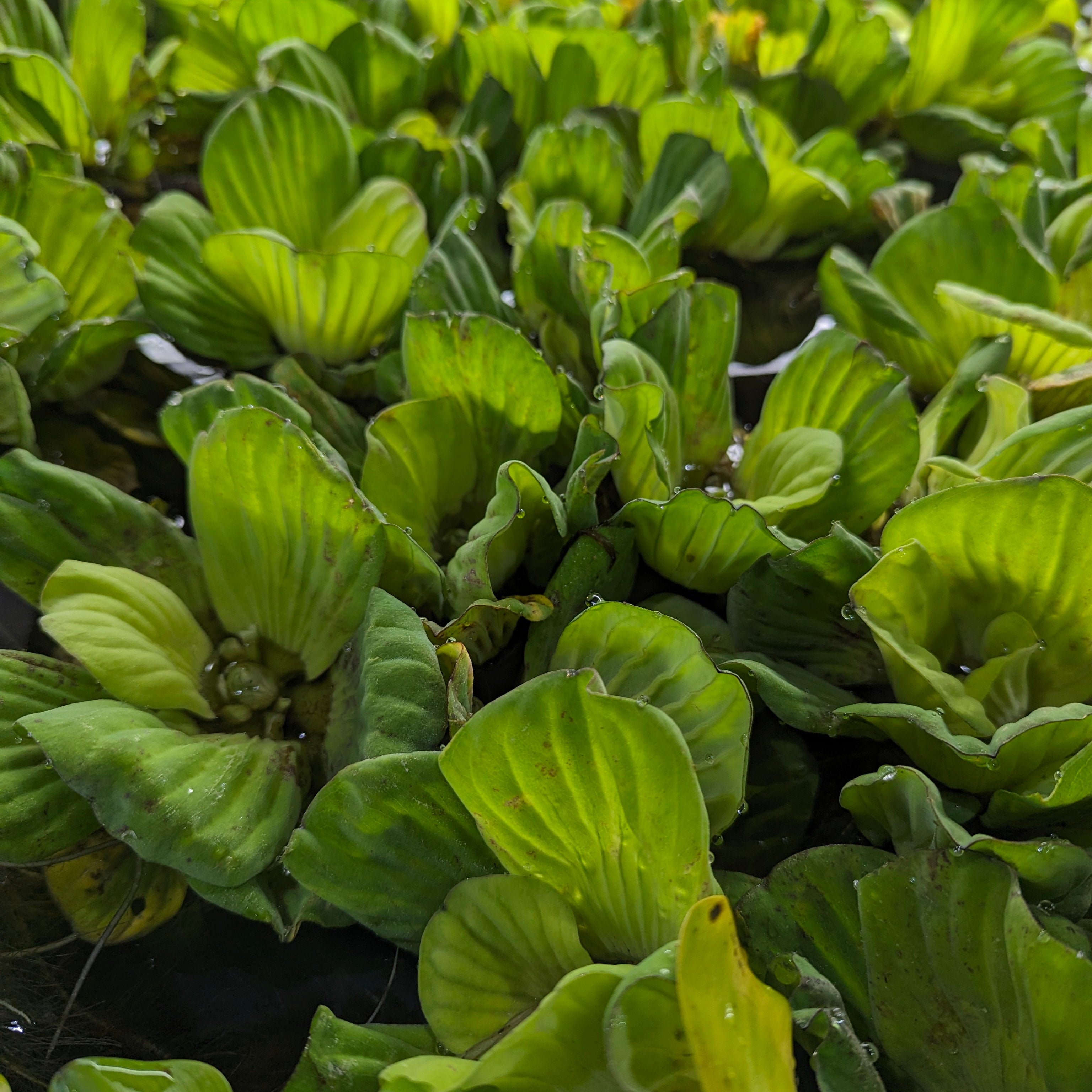 Water Lettuce - Thumbnail 4