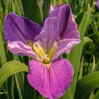 Colorific Iris Hardy Marginal Plant Potted
